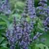 Blue Diddley Dwarf Chaste Tree (Vitex Agnus-castus) - 1 Gallon Pot 1 Blue Diddley Dwarf Chaste Tree (Vitex Agnus-castus) - 1 Gallon Pot -Outlet Drip Mingle Store vitex blue diddley dwarf chaste tree 21