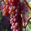 Canadice Red Seedless Grape Vine - 1 Gallon Pot 2 Canadice Red Seedless Grape Vine - 1 Gallon Pot -Outlet Drip Mingle Store vitis canadice seedless red grape vine 2