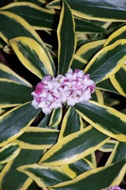 Marianni Variegated Pink Winter Daphne - 2 Gallon Pot 11 Marianni Variegated Pink Winter Daphne - 2 Gallon Pot -Outlet Drip Mingle Store winter daphne marianni 3