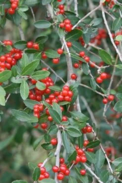 Weeping Yaupon Holly (Ilex Vomitoria 'Pendula') - 7 Gallon Pot (3-4') -Outlet Drip Mingle Store yaupon holly weeping 13 2