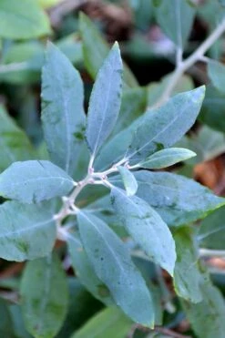 Woodlanders Blue Dusty Zenobia (Honeycup) - 3 Gallon Pot -Outlet Drip Mingle Store zenobia woodlanders blue 21 1