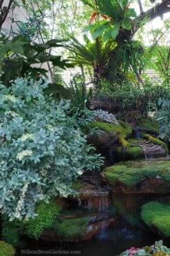 Woodlanders Blue Dusty Zenobia (Honeycup) - 1 Gallon Pot 13 Woodlanders Blue Dusty Zenobia (Honeycup) - 1 Gallon Pot -Outlet Drip Mingle Store zenobia woodlanders blue 25